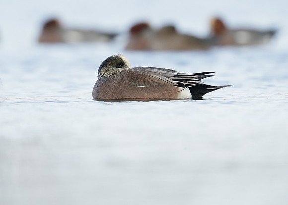 American Wigeon Mareca americana