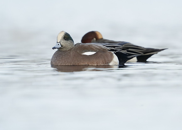 American Wigeon Mareca americana