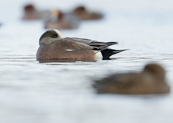 American Wigeon Mareca americana