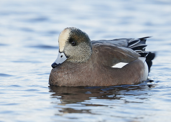 American Wigeon Mareca americana
