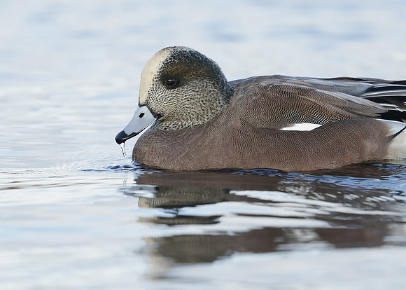 American Wigeon Mareca americana