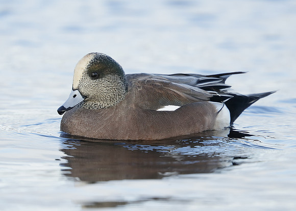 American Wigeon Mareca americana