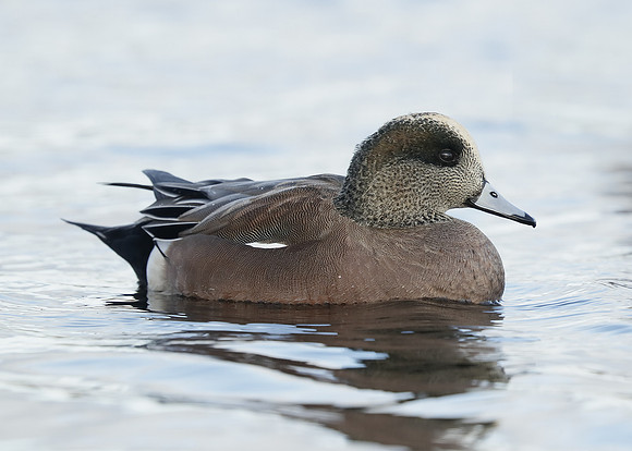 American Wigeon Mareca americana