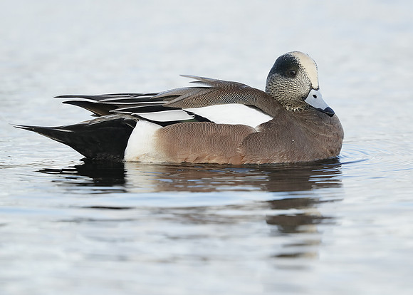 American Wigeon Mareca americana