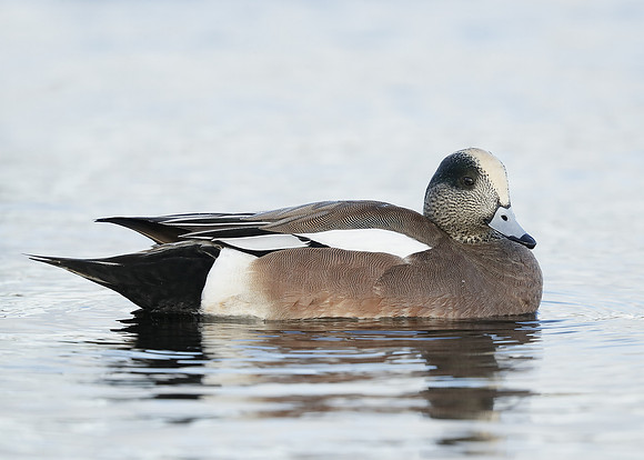 American Wigeon Mareca americana