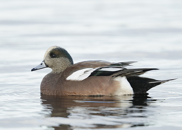 American Wigeon Mareca americana