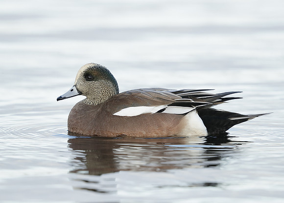 American Wigeon Mareca americana