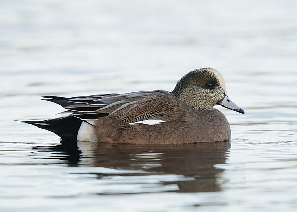 American Wigeon Mareca americana