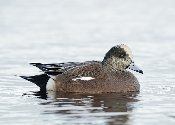 American Wigeon Mareca americana