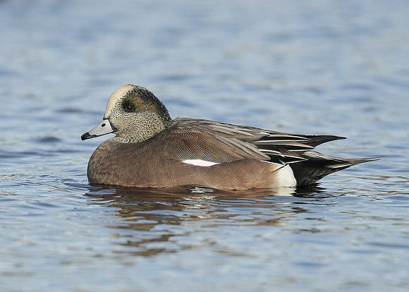 American Wigeon Mareca americana