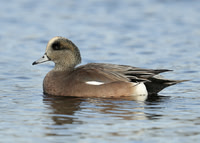 American Wigeon  Mareca americana, Inverness January 2018