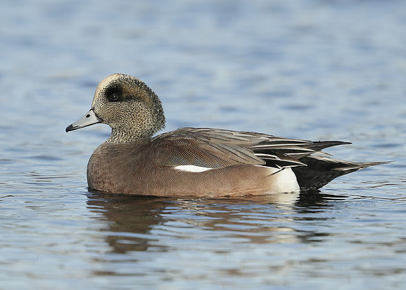American Wigeon Mareca americana