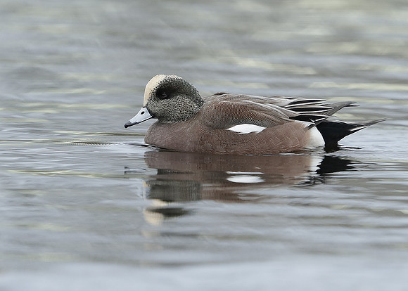 American Wigeon Mareca americana