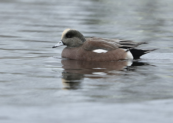 American Wigeon Mareca americana