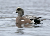 American Wigeon Mareca americana