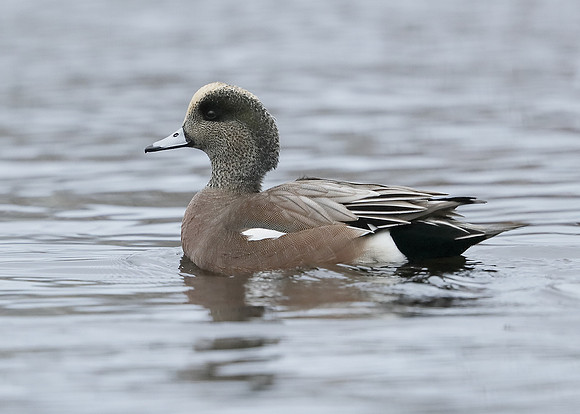 American Wigeon Mareca americana