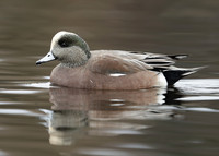 American Wigeon Mareca americana
