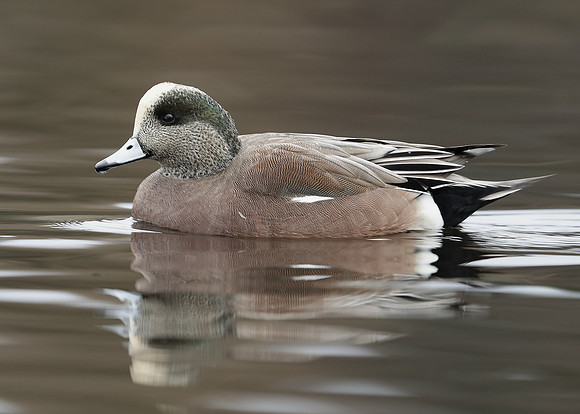 American Wigeon Mareca americana