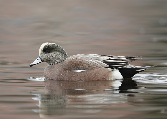 American Wigeon Mareca americana