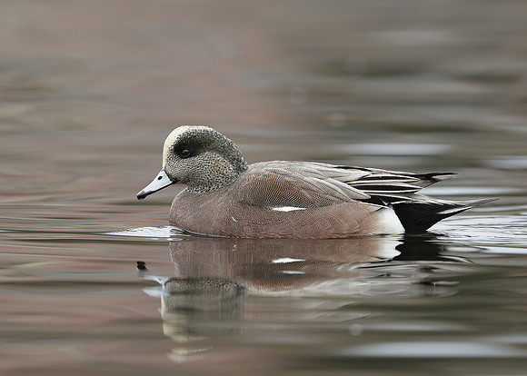 American Wigeon Mareca americana