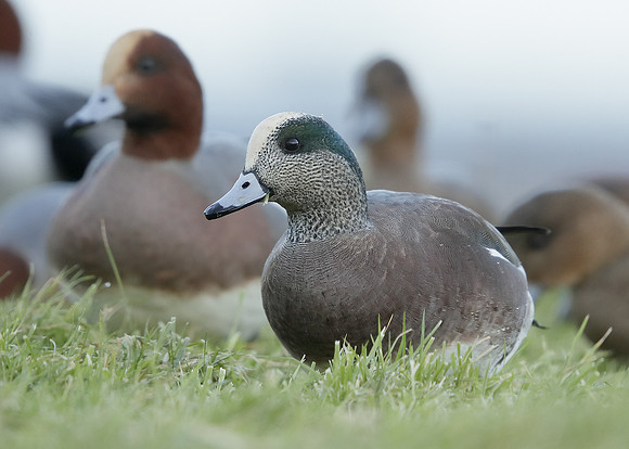 American Wigeon Mareca americana