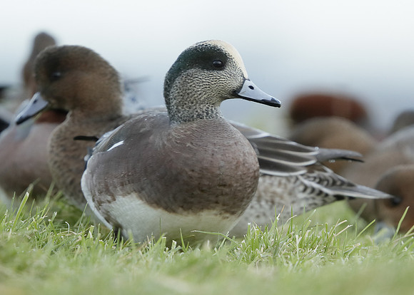 American Wigeon Mareca americana