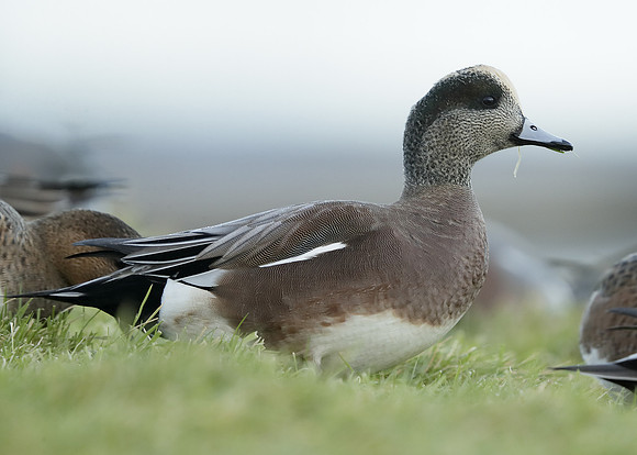 American Wigeon Mareca americana