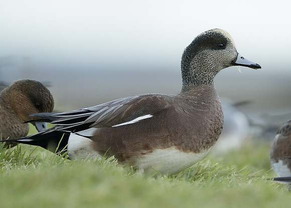 American Wigeon Mareca americana