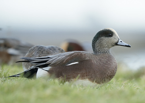 American Wigeon Mareca americana