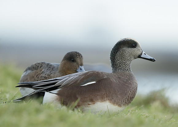 American Wigeon Mareca americana