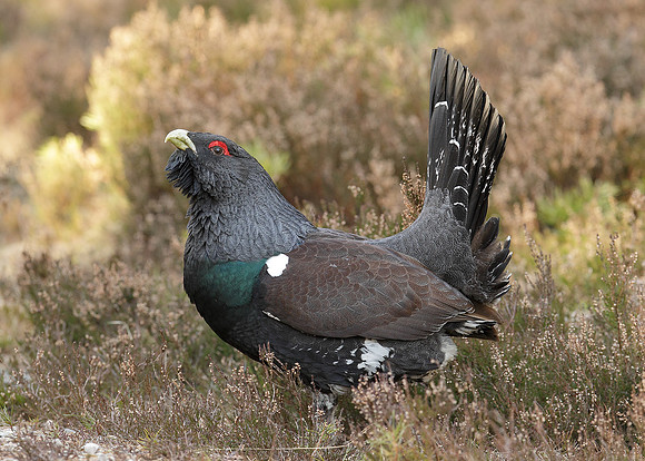 Capercaillie Tetrao urogallus