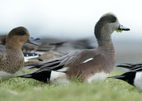 American Wigeon Mareca americana