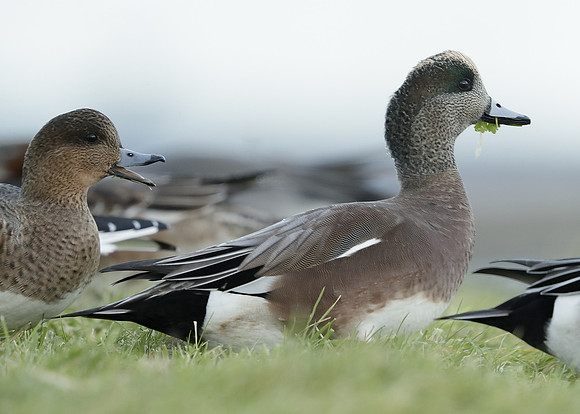 American Wigeon Mareca americana