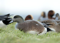 American Wigeon Mareca americana