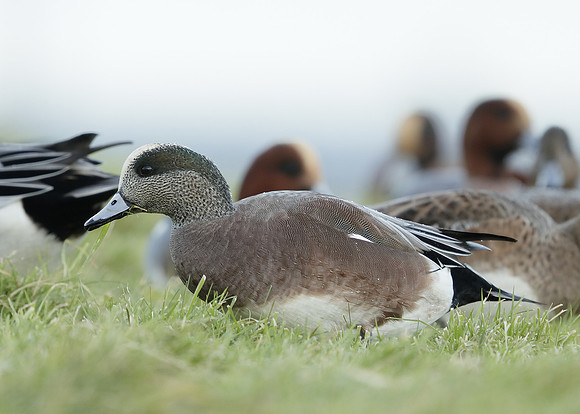 American Wigeon Mareca americana
