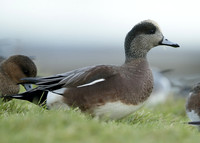 American Wigeon Mareca americana