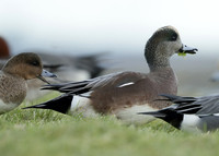 American Wigeon Mareca americana