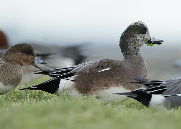 American Wigeon Mareca americana