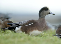 American Wigeon Mareca americana