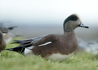 American Wigeon Mareca americana