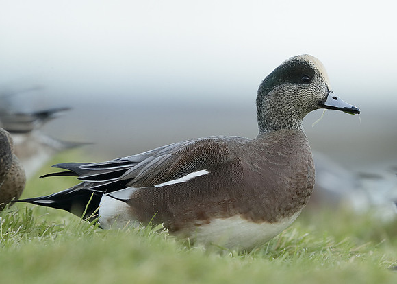 American Wigeon Mareca americana