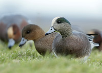 American Wigeon Mareca americana