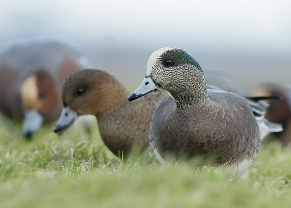 American Wigeon Mareca americana