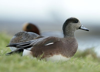 American Wigeon Mareca americana