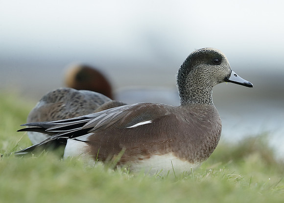 American Wigeon Mareca americana