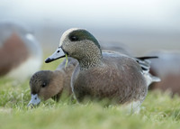 American Wigeon Mareca americana