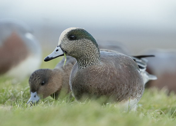 American Wigeon Mareca americana
