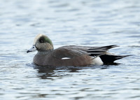 American Wigeon Mareca americana