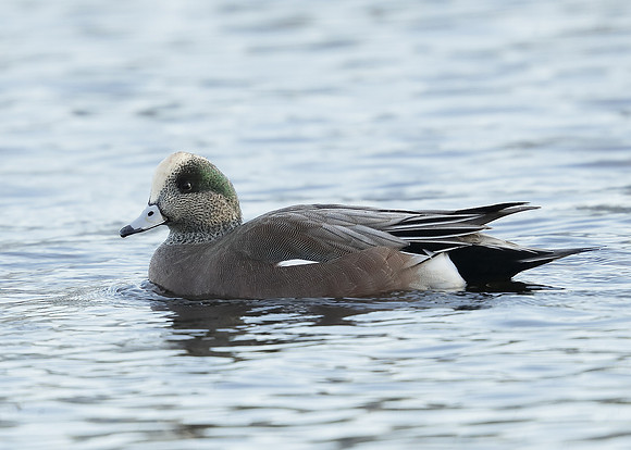 American Wigeon Mareca americana