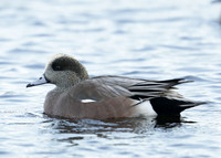 American Wigeon Mareca americana